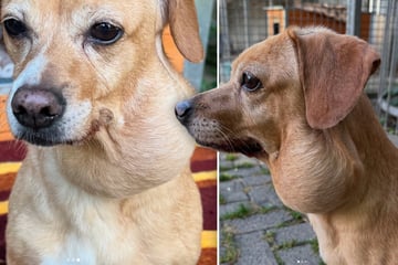 Ausgesetzt wegen Tumor? Tierheim sucht Hinweise zu kleiner Hermine