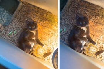 Katze plötzlich verschwunden: Frau kann nicht glauben, wo sie das Schnurrhaar findet