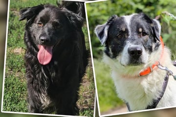 Nach Rettung von mehr als 100 verwahrlosten Hunden: Trauriges Duo wartet weiter auf Happy End