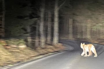 Begegnung sorgt für Staunen: Familie trifft auf seltenes Raubtier in der Böhmischen Schweiz