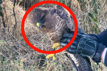 Mäusebussard in Not, doch die Polizei greift ein