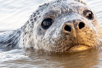 Mysteriöses Robben-Sterben an der Ostsee: "Keine Hinweise auf natürliche Todesursache"