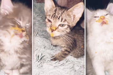 Little kittens gobble up their owner's dinner – to the delight of TikTok!