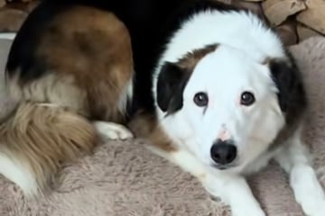 Dog heroicly "protects" his family from leftover sausages in adorable video