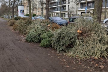 Leipzig: Weihnachtsbäume liegen noch immer in Leipzig: Wurden diese Tannen illegal entsorgt?