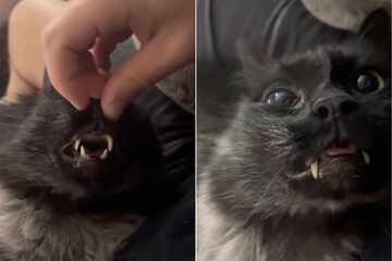 Cat's "ridiculous" love of nose scratches has Reddit riveted!