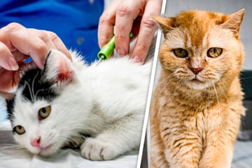 Alles für die Katz?! Eine Schutzverordnung für stromernde Fellnasen könnte endlich kommen