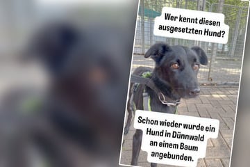 Hund Maylo mit Leine an Baum gebunden: Tierheim sucht nach rücksichtslosem Täter!
