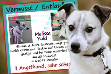 Unfall auf Gassi-Runde: Ängstliche Hündin in Dresden entlaufen