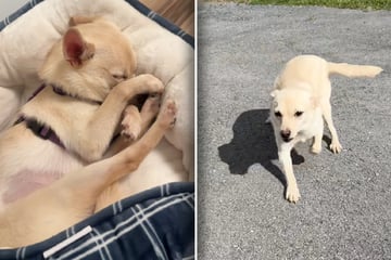 Tierheim vermittelt Hund: Was Pflegerin Tage später erfährt, bricht nicht nur ihr Herz