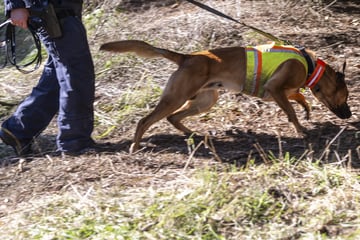 Suche nach Schatzsucher im Erzgebirge: Spürhunde schlagen an, aber was bedeutet das?