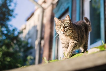 Hamburg: Hamburg führt Kastrationspflicht und weitere Regeln für Katzenhalter ein