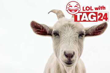 Joke of the Day for March 22, 2026: The GOAT of jokes!