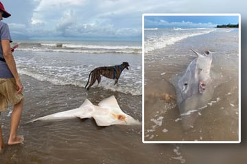 Was ist denn das? Spaziergängerin findet merkwürdigen Raubfisch am Strand
