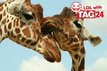 Joke of the Day for February 19, 2026: Some animal hilarity