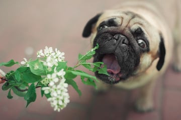 Giftige Pflanzen für Hunde: Lebensgefahr in Haus und Garten