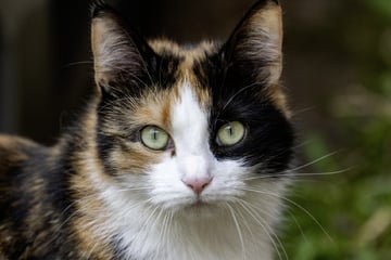 Tierquälerei: Katze wurde Hakenkreuz ins Ohr gemalt
