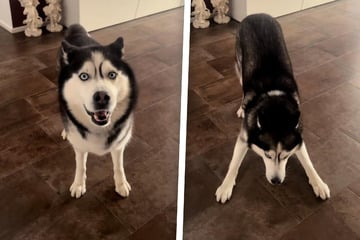 Hübscher Husky setzt zur "Attacke" an - Was er dann tut, löst Verwunderung aus