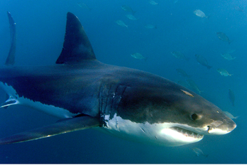 Millionen EU-Bürger fordern: Schluss mit dem blutigen Haiflossenhandel!