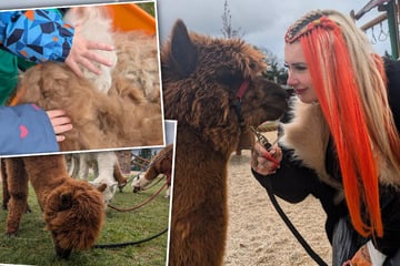 Dresden: Alpaka-Besuch in der Kita: Dresdner Influencerin macht Kindern eine Freude