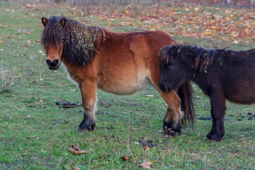 Ausgebüxte Ponys sorgen in Stendal für reichlich Ärger!