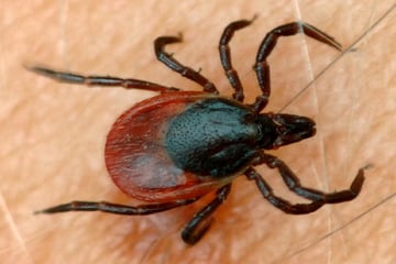 Zecken schon wieder in Sachsen aktiv: So viele neue Fälle sind bereits registriert