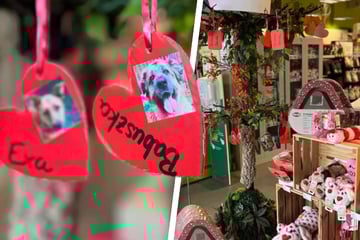 Valentinstag im Fressnapf: So kannst du Tierherzen höherschlagen lassen