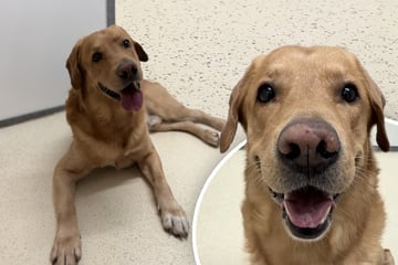 Besitzer kapituliert vor Labrador: Findet Indigo trotzdem sein Happy End?