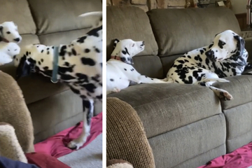 Dalmatian's crazy reaction to puppy barking has TikTok crying with laughter