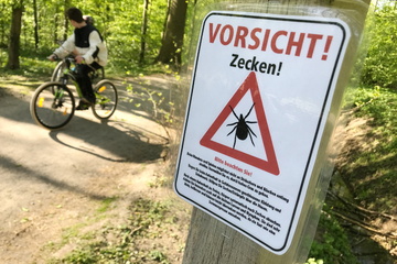 Zecken-Gefahr in Stadtparks: So schneidet Sachsen im bundesweiten Vergleich ab