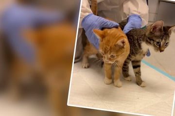 Kranke Kätzchen vor Tierarzt ausgesetzt, jetzt droht Tierheim blanke Katastrophe