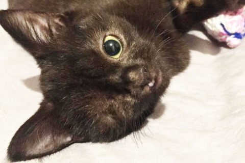 Diese süße Baby-Katze will aus einem traurigen Grund keiner adoptieren