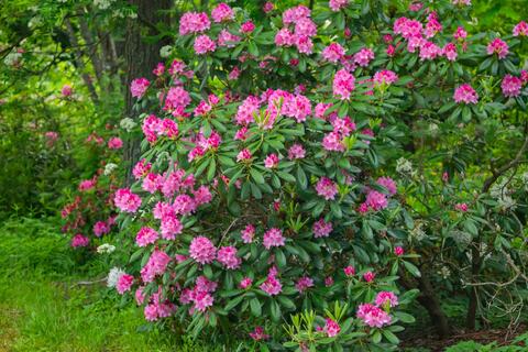 Rhododendron schneiden: Das Wann und Wie zum Schnitt