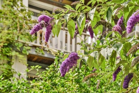 Sommerflieder verboten? Darum ist die Pflanze so umstritten