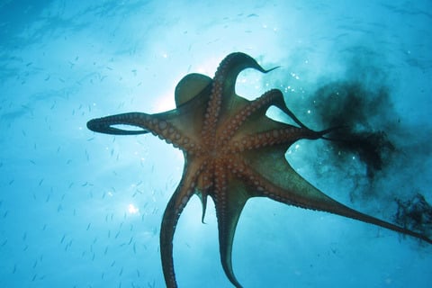 Größte Krake der Welt: So gigantisch sind Riesentintenfische