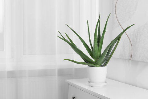 Aloe Vera umtopfen: Schritt fr Schritt zu einer gesunden Pflanze