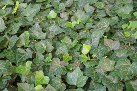 Efeu im Garten Gut oder schlecht für Flora und Fauna?