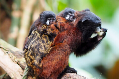 Erst Wenige Tage Alt Zuckers e Zwillings ffchen Im Zoo Leipzig Geboren erst-wenige-tage-alt-zuckers-e-zwillings-ffchen-im-zoo-leipzig-geboren