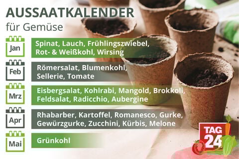 Gemüse vorziehen Wann, wie & mit welcher Methode es am besten gelingt