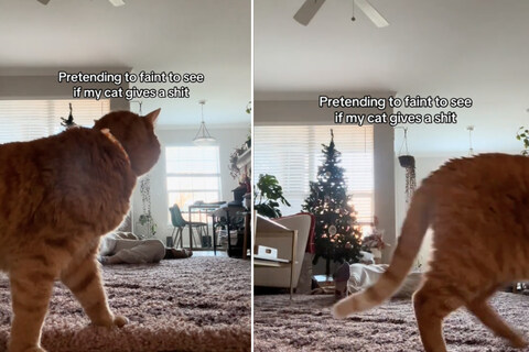 Cat's hilariously unbothered reaction to owner "fainting" goes viral!