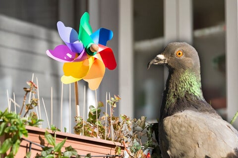 Tauben vertreiben Tipps für Ruhe auf Balkon und Co.