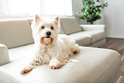 Elegantes Hund Scharrt Und Ist Unruhig Fotos