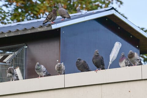 Tauben vertreiben: Tipps für Ruhe auf Balkon und Co.
