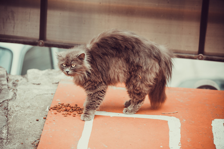 Katze Macht Buckel Und Läuft Seitlich Katze macht Buckel: 6 Gründe für den Katzenbuckel