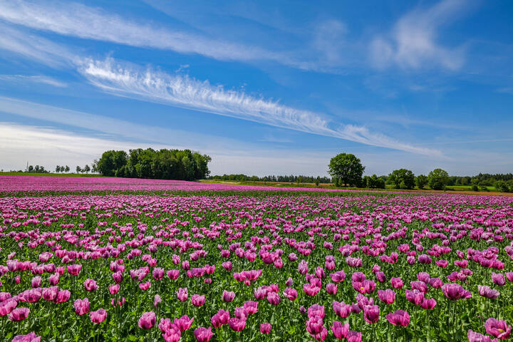 Callenberg Lila Blüten so weit das Auge reicht So schön blüht der