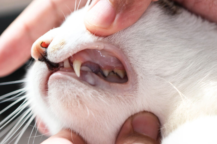 Muss man Katzen Zähne putzen? 5 tierische Tipps zur Zahnpflege | TAG24