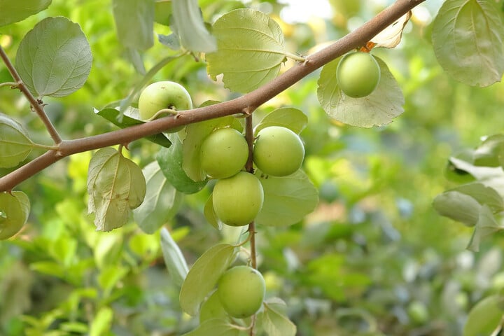 Im Frühjahr oder im Herbst? Wann sollte man Obstbäume schneiden?
