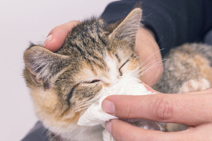 Katzenschnupfen: Eine Lebensgefährliche Erkrankung