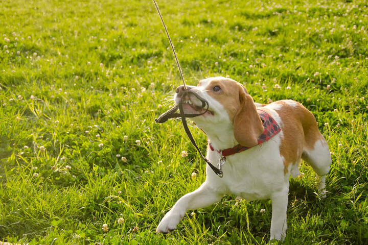 How to stop a dog from biting its leash