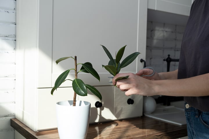 Gummibaum vermehren Guide für frische Ableger